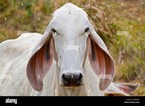 bos indicus  res stock photography  images alamy