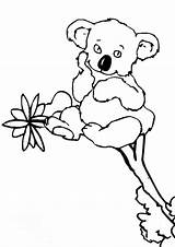 Koala Coloring Bear Pages Cute Baby Little Pooh Color Bears Printable Getcolorings Sheets Print Popular sketch template