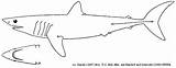 Shark Mako Pages Coloring Sharks Template Templates sketch template