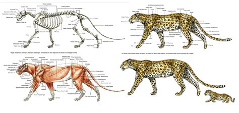 artstation animal anatomy  anatomy sketchbook studies