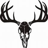 Skull Deer Head Clipart Silhouette Stencil Boy Country Clip Vector Decal Cliparts Whitetail Clipartmag Getdrawings Library sketch template