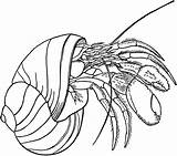 Crab Hermit Coloring Pages Clipart Printable Clip Drawing Crabs Kids Color Shell Svg Gif Outline Etc Cliparts Library Cartoon Template sketch template