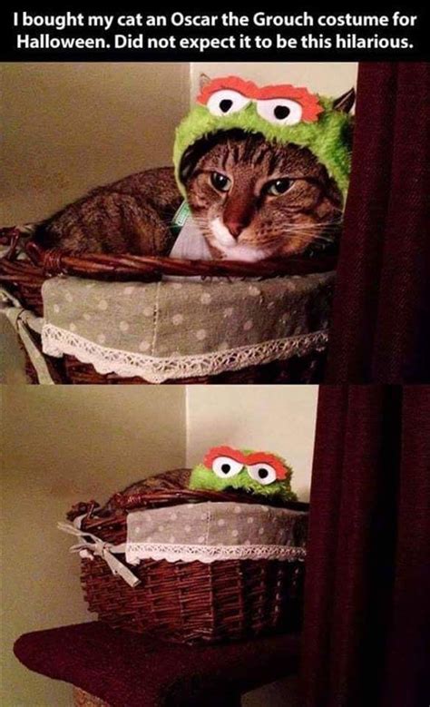 25 cat memes that ll tickle your whiskers memebase funny memes funny pics with caption