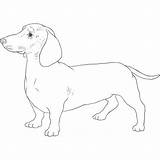 Dachshund Dog Drawing Breeds Weiner Breed Dogbreedslist Small Drawings List Long Corgi Welsh Pembroke sketch template