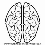 Cerebro Memoria Tecnicas Veloz Página Pensar Dibujo sketch template