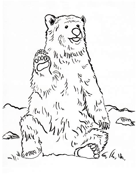 grizzly bear coloring page samantha bell