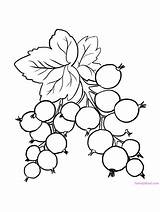 Ribes Coloring Pages sketch template