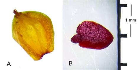 semilla de  acuminata  embrion viable por metodo de tincion