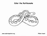 Rattlesnakes Coloring Rattlesnake Coloringnature sketch template