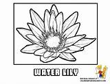 Coloring Pages Pond Lily Life Flower Library Clipart Water sketch template