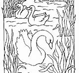 Cisnes Cigni Cygne Cygnes Swan Cignes Coloriages Colorier Dibuix Dibuixos Acolore Uccelli sketch template