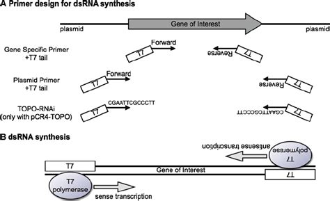 outline  dsrna synthesis  primer design  dsrna synthesis  scientific