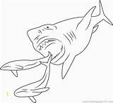 Megalodon Coloring Pages Shark Printable Print Sharks Drawing Color Divyajanani Getdrawings Getcolorings sketch template