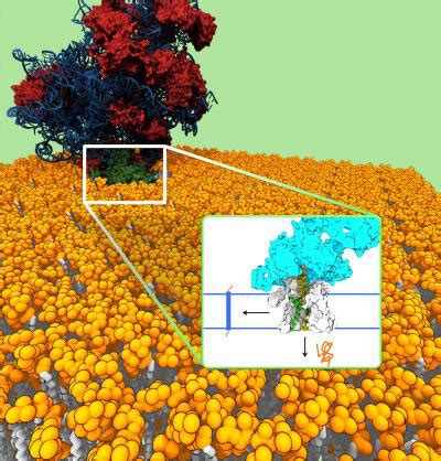 modeling feat sheds light  protein channels function