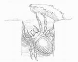Trapdoor Spider Deviantart Template Pages Sketch Coloring sketch template