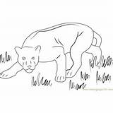 Panther Coloring Pages sketch template