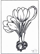 Lente Bloemen Blumen Fiori Kleurplaten Printemps Fiore Nukleuren Advertentie Anzeige Publicité Publicidade Pubblicità sketch template
