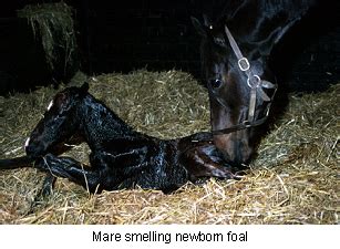newborn foal  horses vca animal hospital