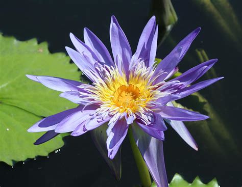 blue water lily photograph  dora sofia caputo