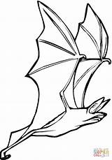 Pipistrello Volo Bat Pipistrelli sketch template