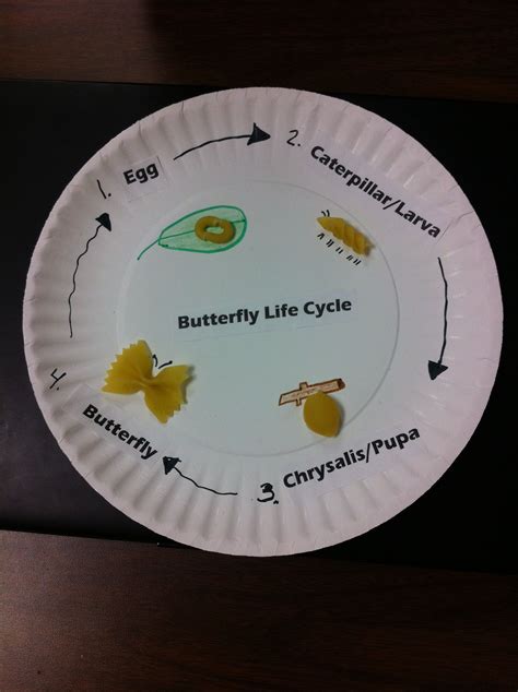 butterfly life cycle  noodles activity detskiy sad detskaya