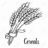 Drawing Wheat Crops Vector Line Crop Sketch Bread Illustration Draw Grain Drawings Cereal Clipart Ribbon Icons Dessin Blé Paintingvalley Set sketch template