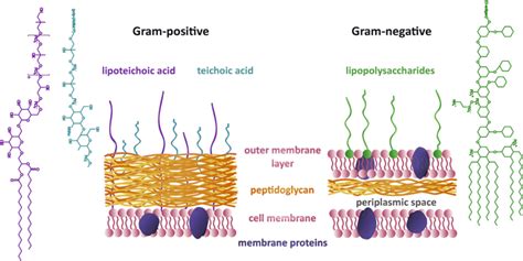 gram positive  gram negative bacteria art print stickhealthcarecouk