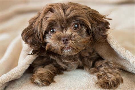 shih poo shih tzu poodle mix info pictures facts personality