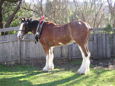 fileclydesdale horsejpg wikipedia
