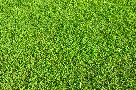 What Are The Different Types Of Lawn Grass Ehow Uk