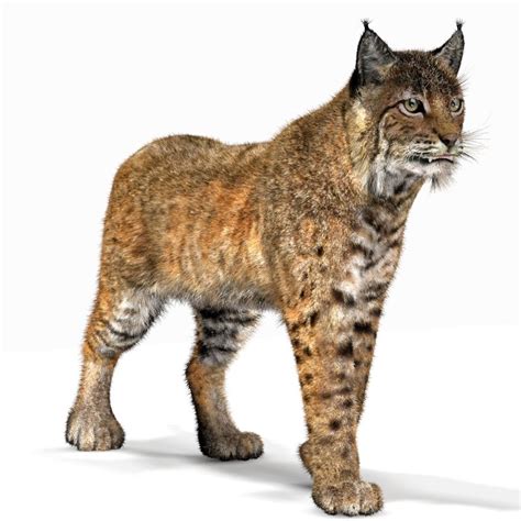 bobcat fur lynx rufus model
