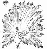 Peacock Drawing Coloring Outline Pages Colouring Simple Peacocks Sketch Wallpaper Kid Its Green Tail Color Drawings Colour Detail Open Template sketch template