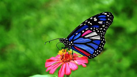 poznac nieuchwytne ciekawostki  motylach nauka  lubie