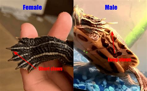 red eared slider gender how to tell a turtle male or female