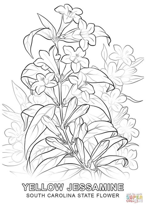 south carolina state flower coloring page flower coloring pages
