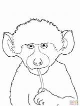 Coloring Pages Baboon Animals Supercoloring Octopus Springbok 2000px 27kb 1500 sketch template