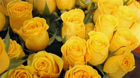 significan las rosas amarillas   quien  debes regalarlas