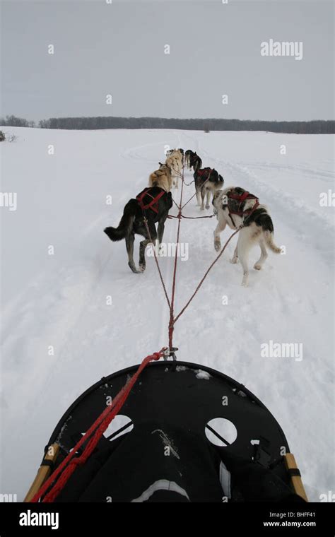 team  sled dogs pulling  sled   snow