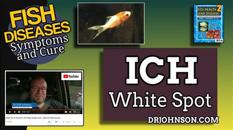 ich ick white spot disease freshwater fish symptoms  treatment youtube
