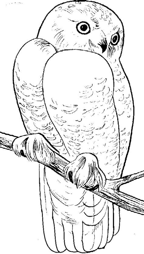 snowy owls coloring pages warehouse  ideas