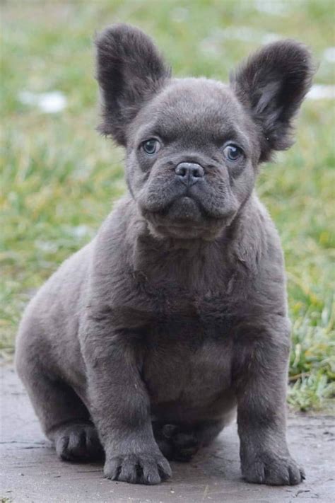 fluffy frenchie french bulldog puppies tomkings kennel