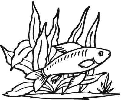 fish coloring pages color book coloring pages fish coloring page