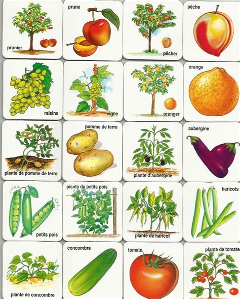 printable fruits  vegetables cards fruits  vegetables