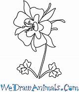 Columbine Flower Draw Drawing Rose Step Red Growing Getdrawings Easy Tutorial Print sketch template
