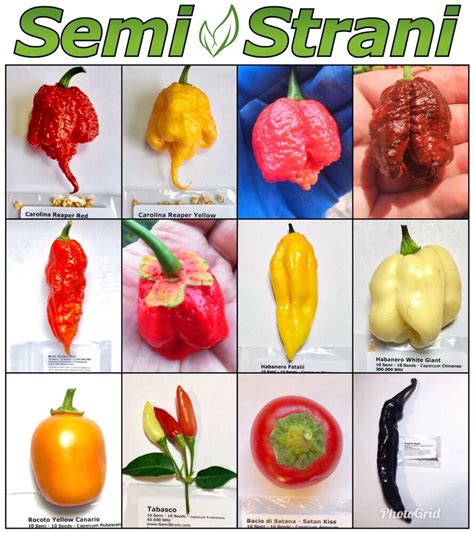 120 Seeds Hot Chili Peppers Coll 1 Carolina Reaper Pink