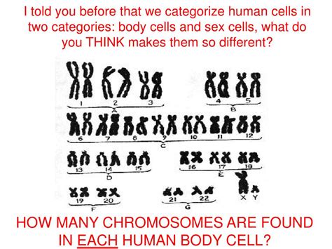 ppt how many chromosomes are found in each human body cell