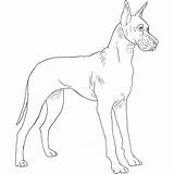 Dane Great Dog Drawing Breeds Rhodesian Boxer Schnauzer Pinscher Wolfhound Doberman Ridgeback Irish Giant sketch template