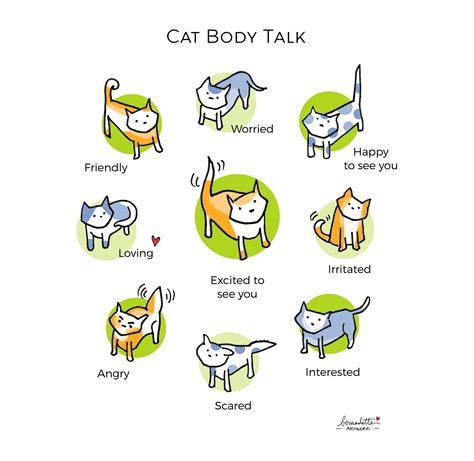 cat body language  cat vgr