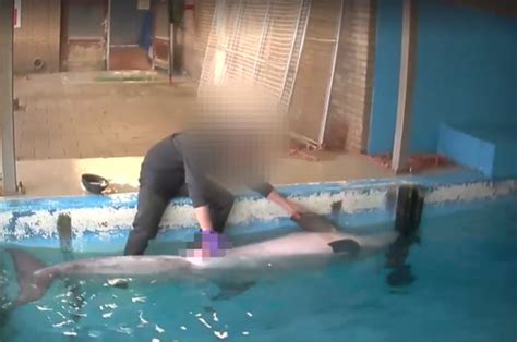 dolphin sex act sealife worker not illegal holland netherlands