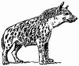 Hyena Hiena Iena Colorare Disegno Coloriage Hyène Animaux Afbeelding sketch template